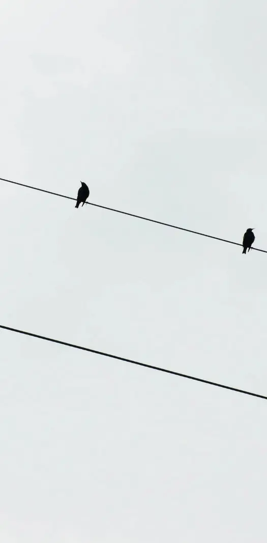 Birds On A Wire