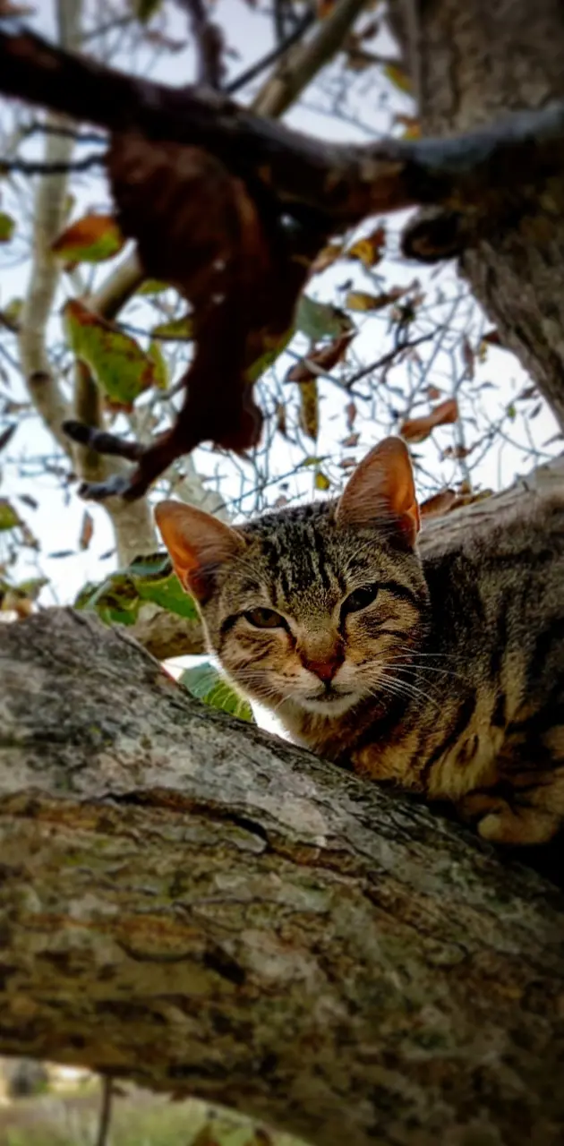 Cat on the tree