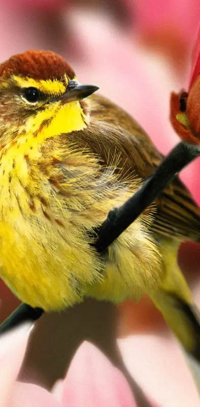 Yellow Birdy