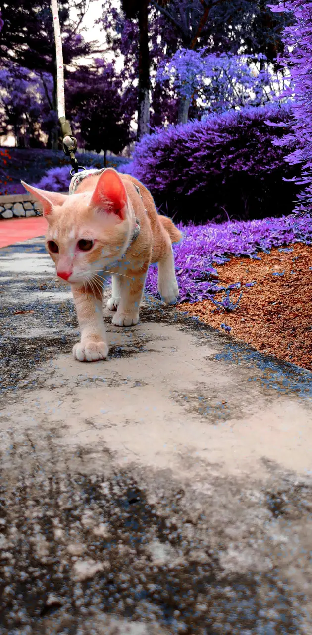 Cute Cat walking