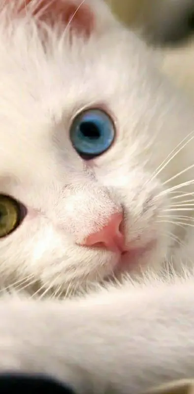 cute eyes cat