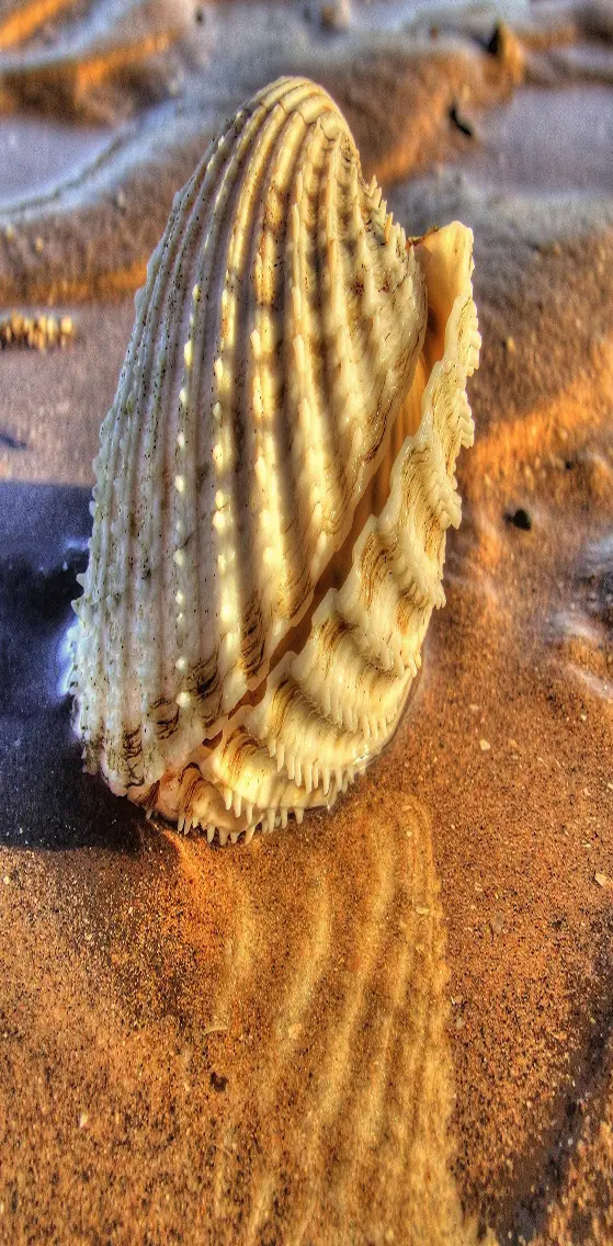 Shell and Beach