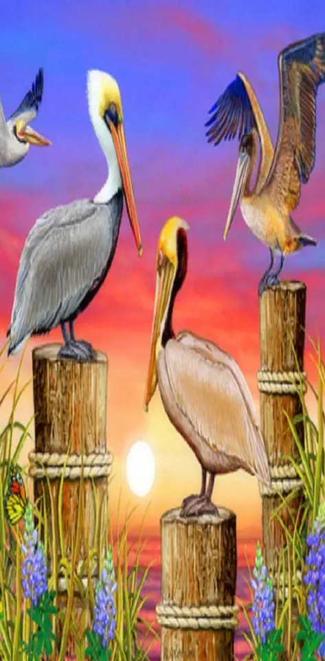 Splendor Pelicans