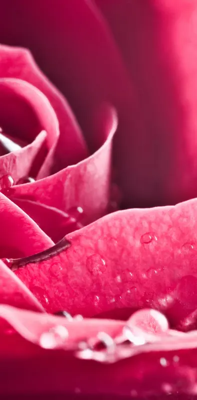 Pink Rose Dew