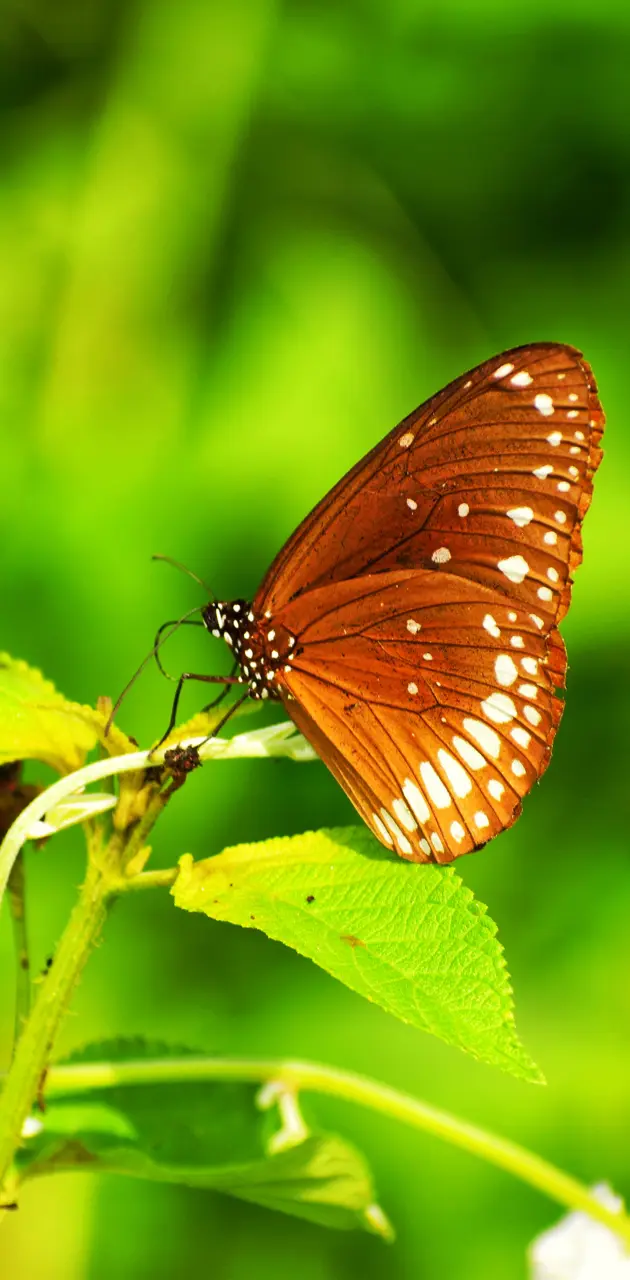 Butterfly lovely 