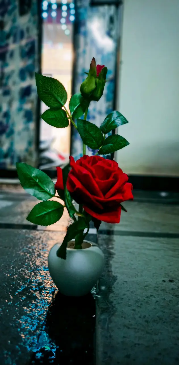 Red rose 🌹.