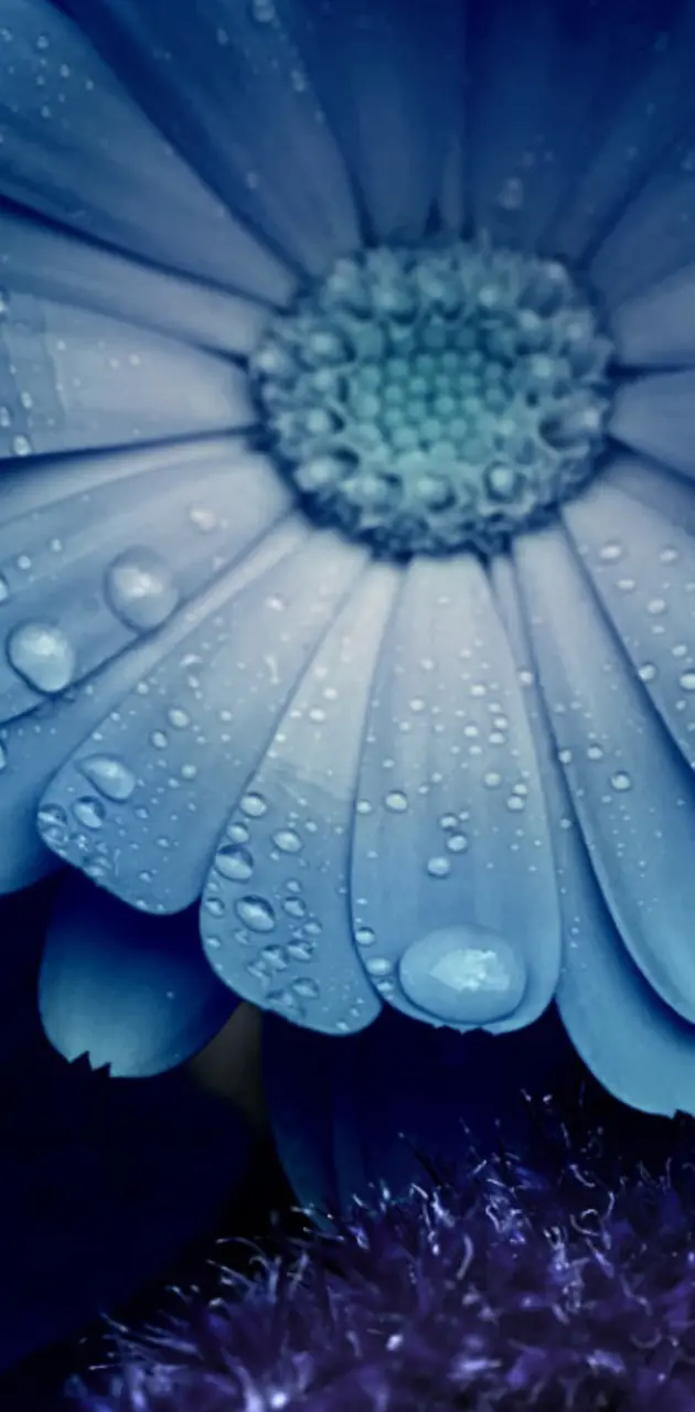 Bluemoon floral