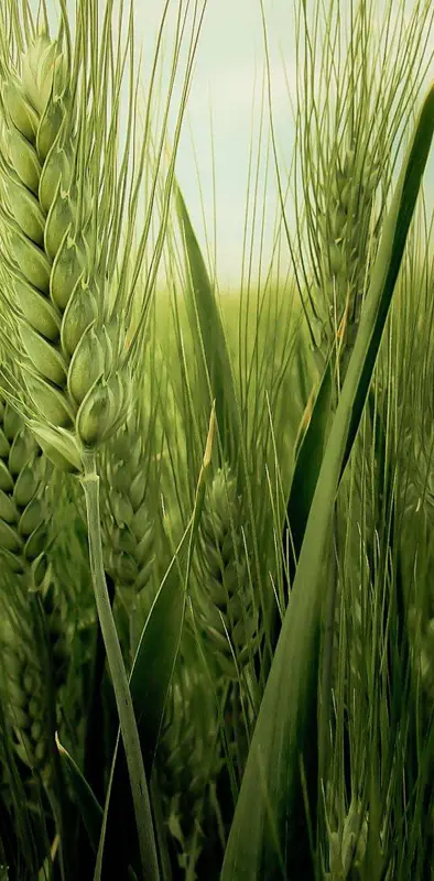 Young Wheat