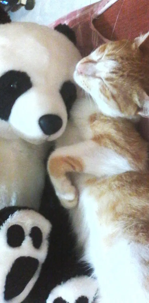 Panda Cat Sleep