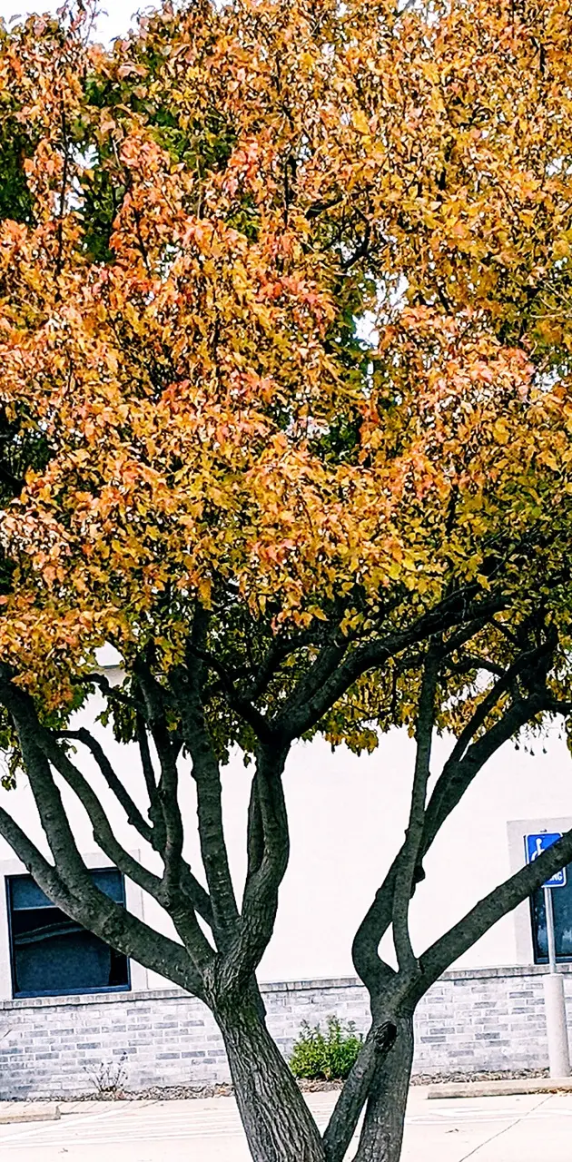 Pretty fall tree