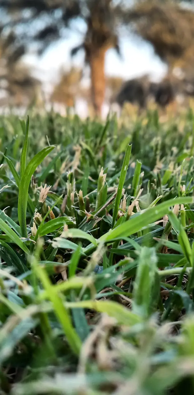 Grass fresh 