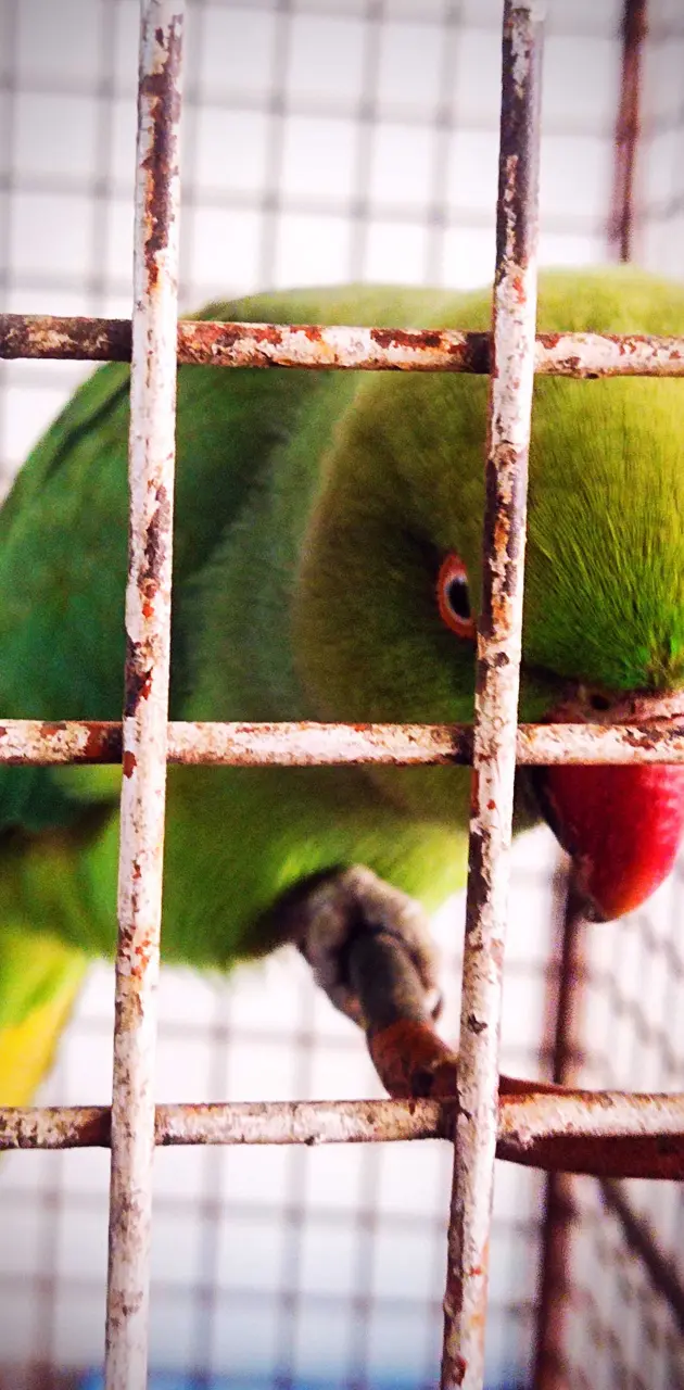 Parrot inside cage