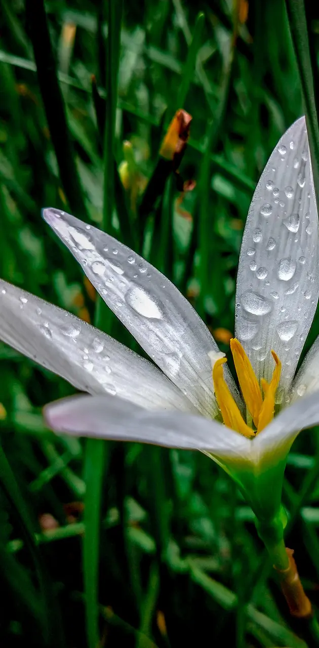rain on Flower