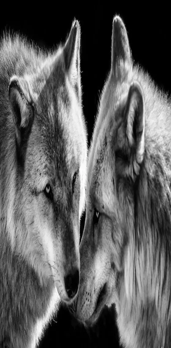 Beautiful   Wolfs