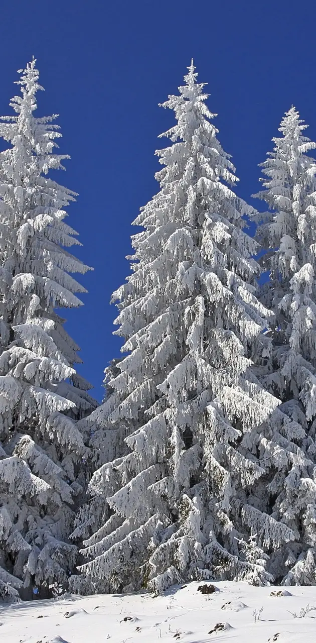 Snowy Pines