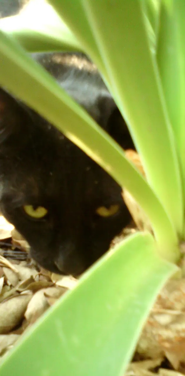 Mi Gato Negrito