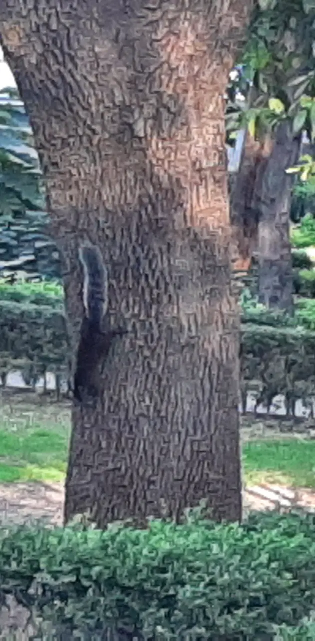 squirrel in the tree  