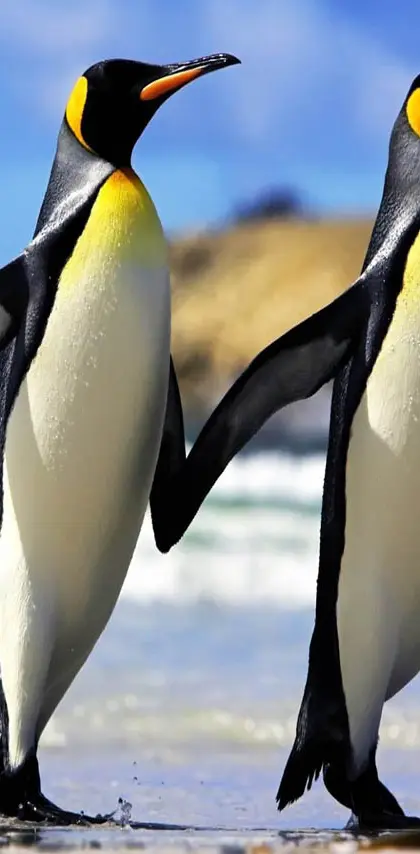 Penguins Couple