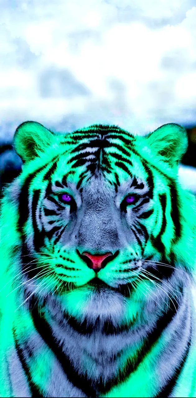 Artic tiger