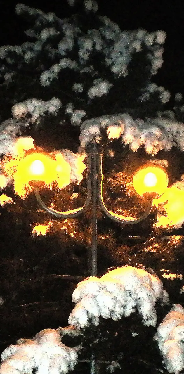 tree and lamp
