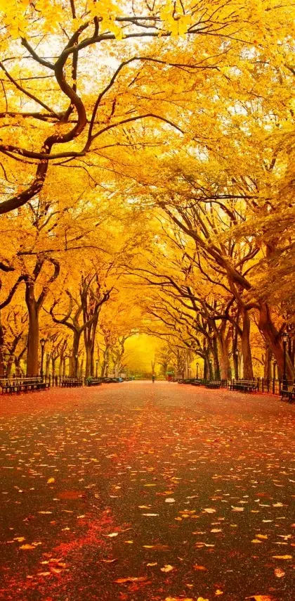 Central Park autumn