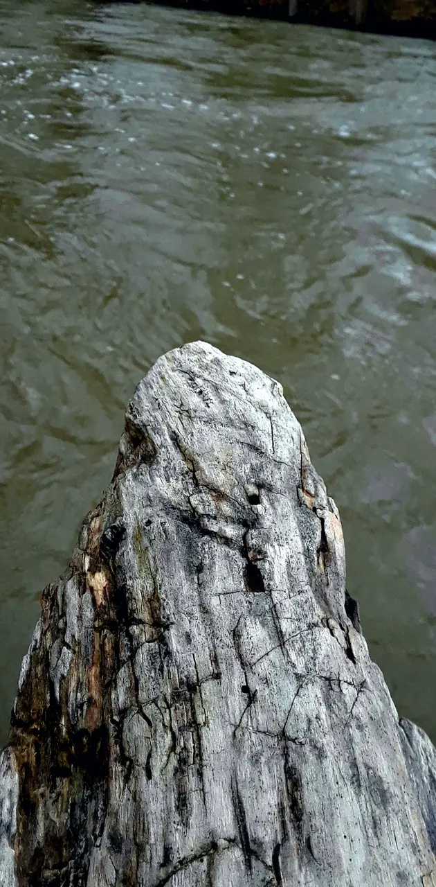Log over water