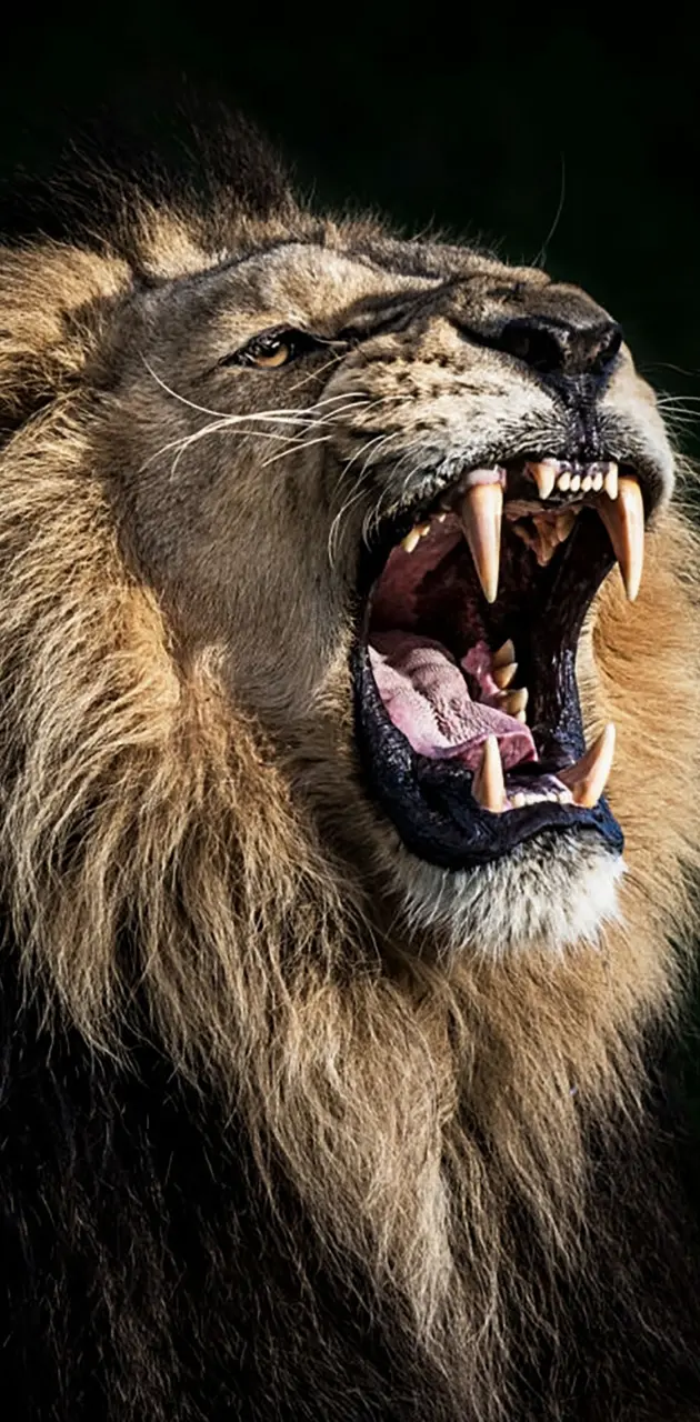 lion roar wallpaper