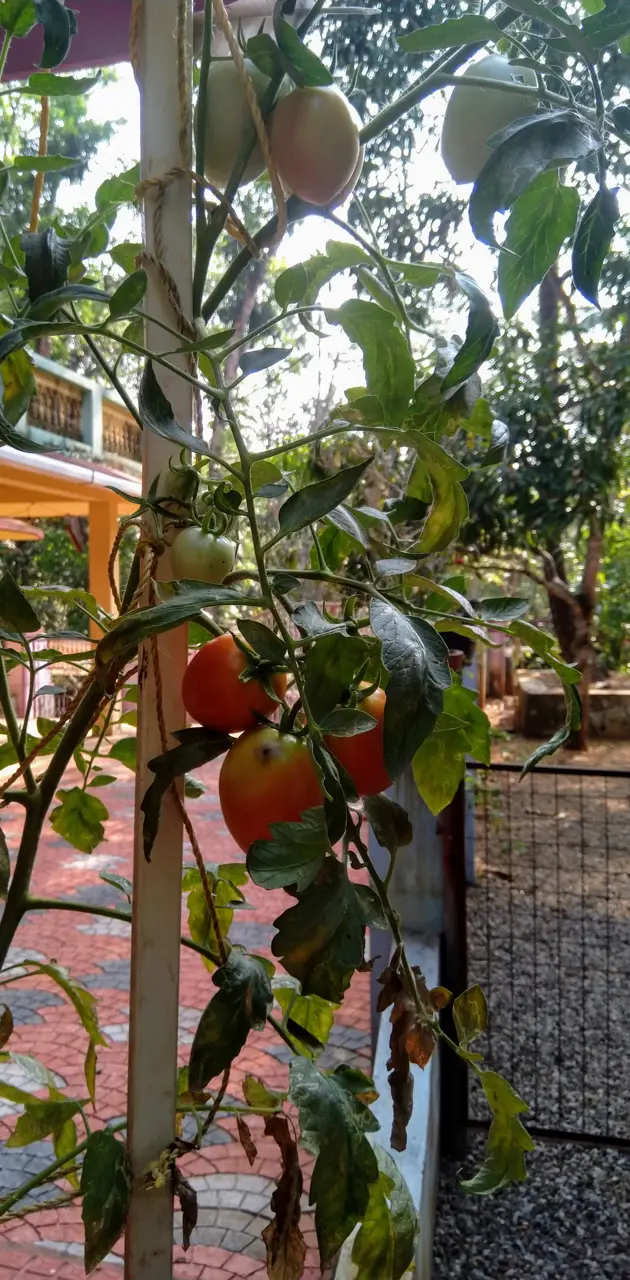 Tomato plant 