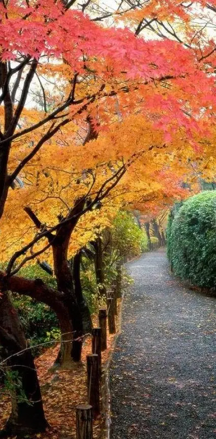 Autumn-nature