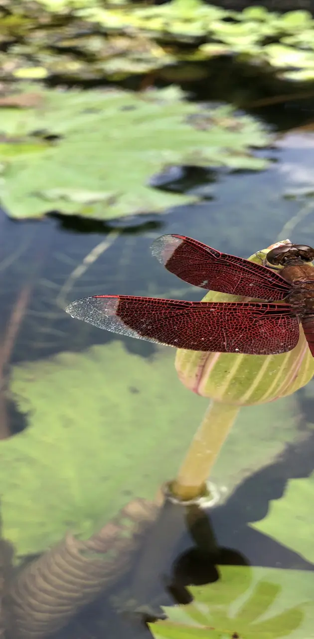 Bali dragonfly 