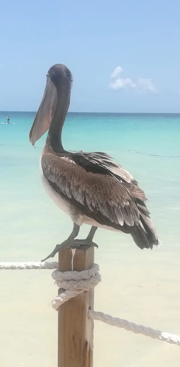 Dominican Pelican