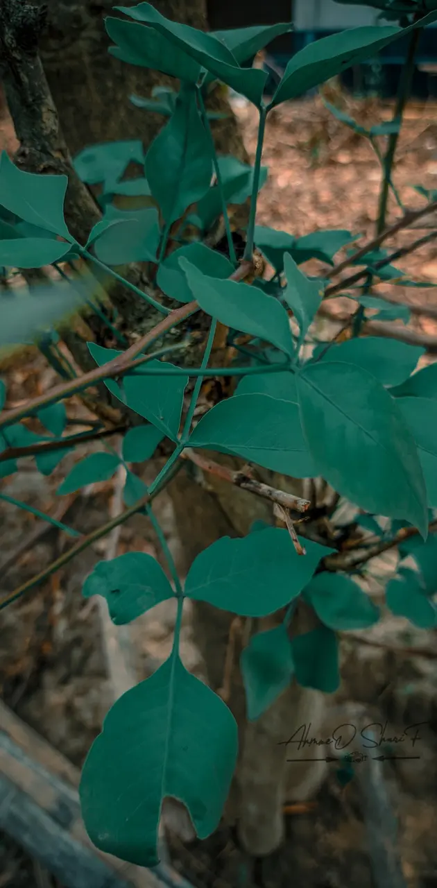 Green Leaf -AHMMED
