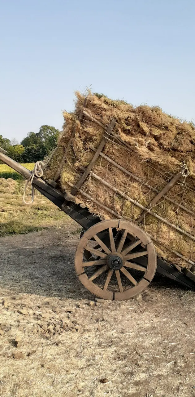 Old bullock cart