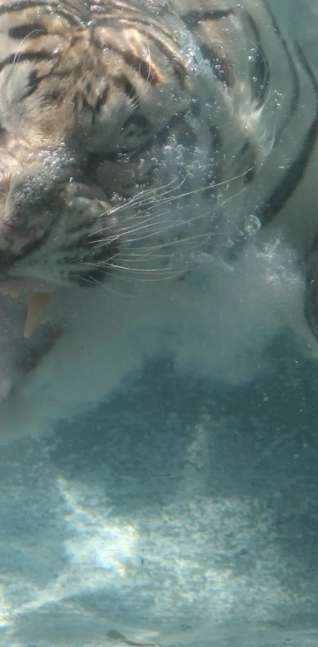 under water tiger