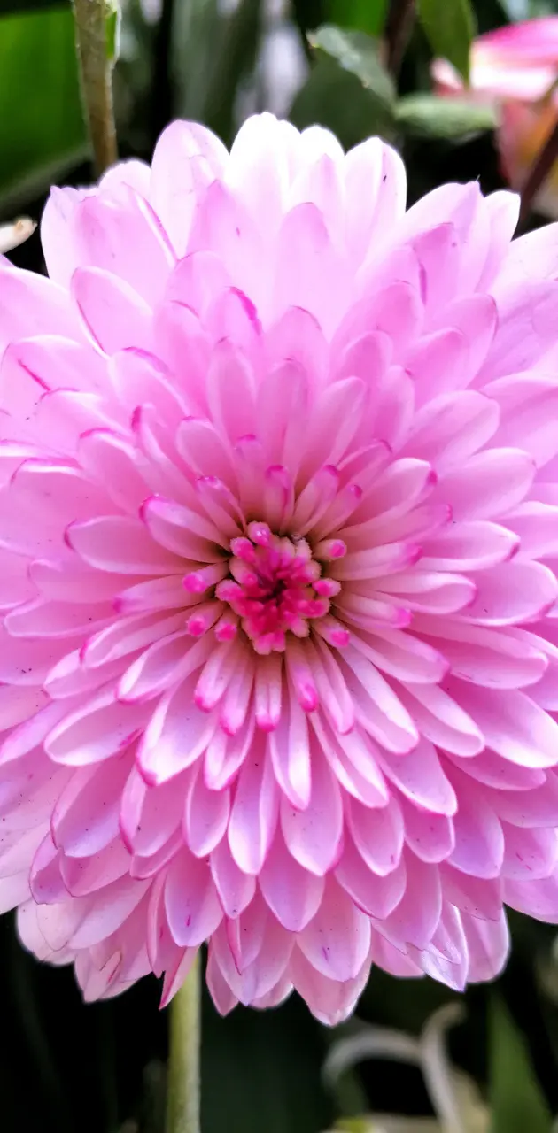 Flower pink 