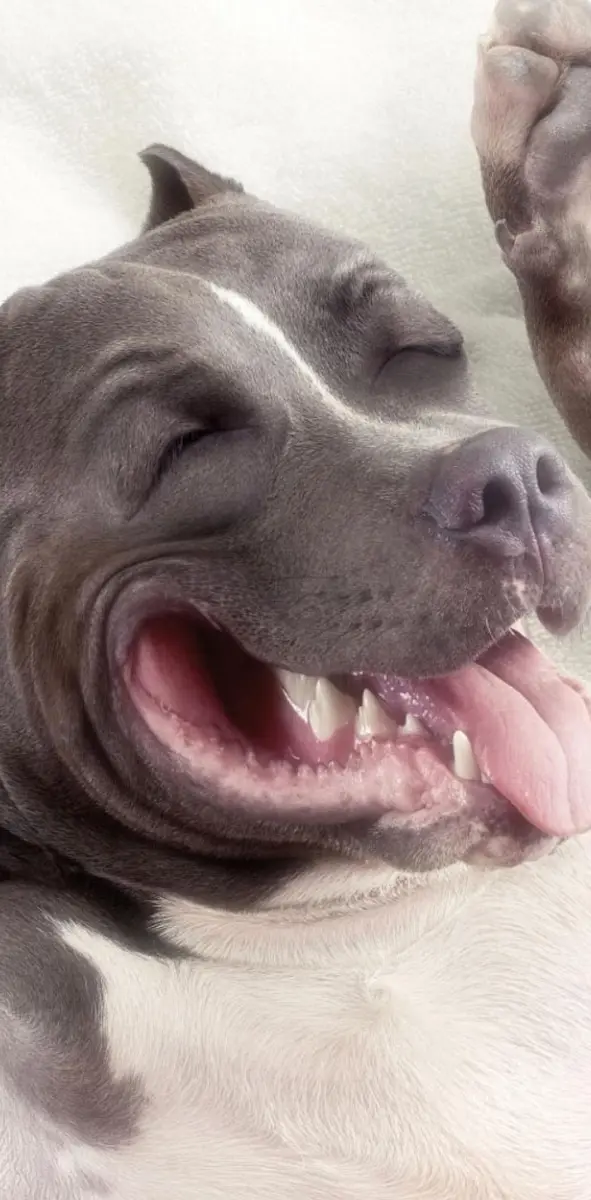 Dog Laughing