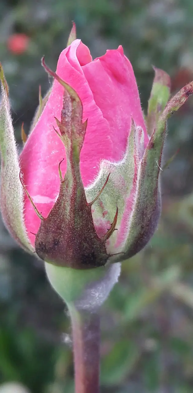 Pink rosebuds