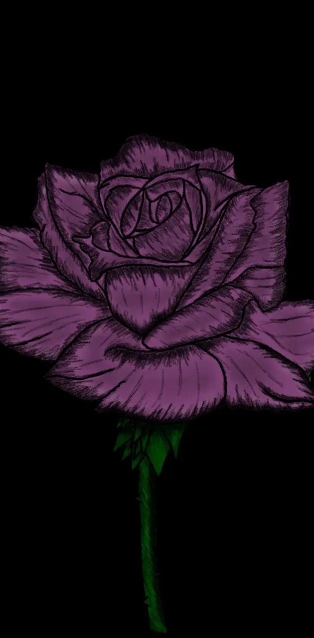 Rose drawing