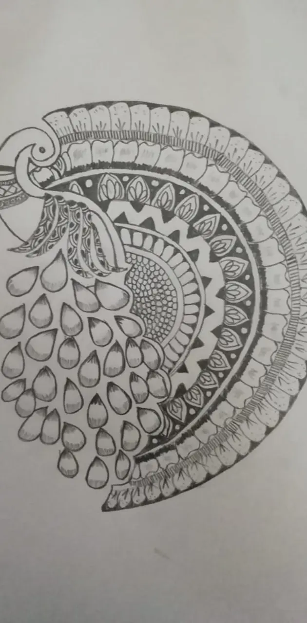 Peacock Sketch