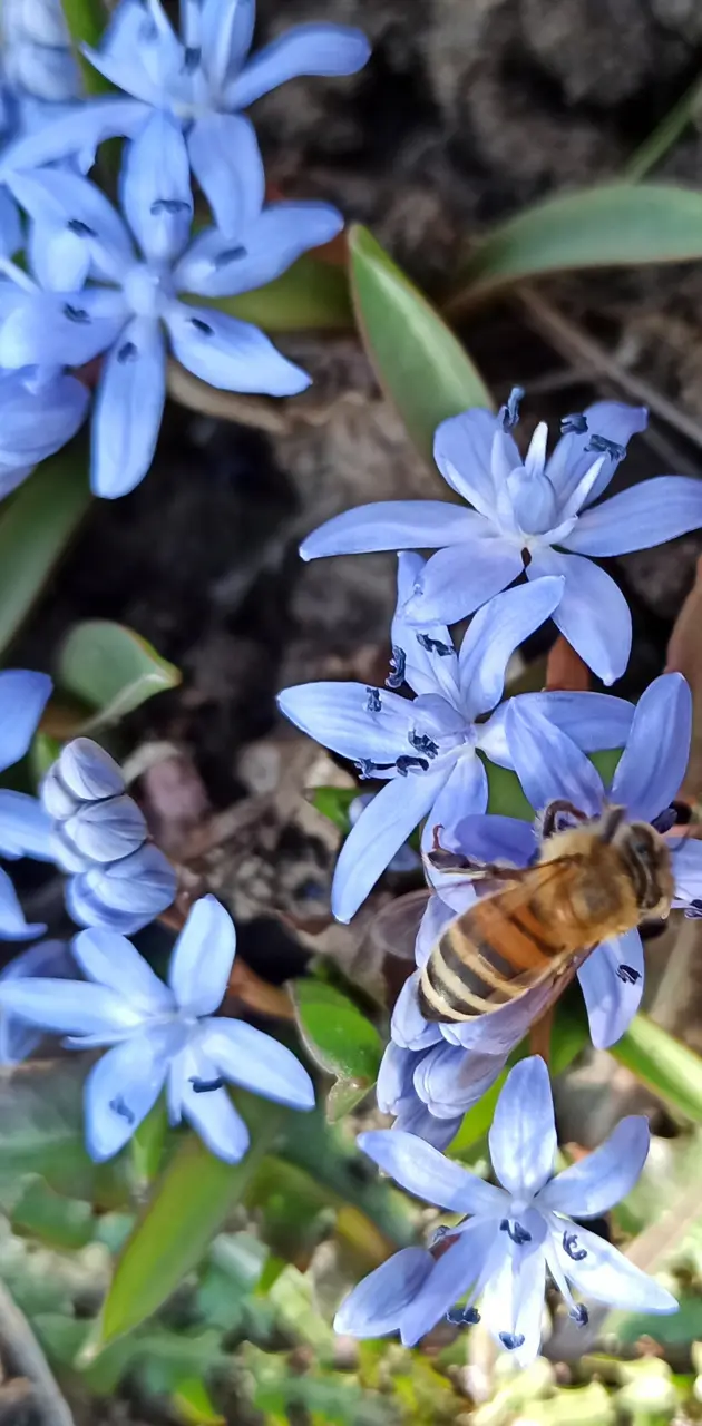 Bee on flower 