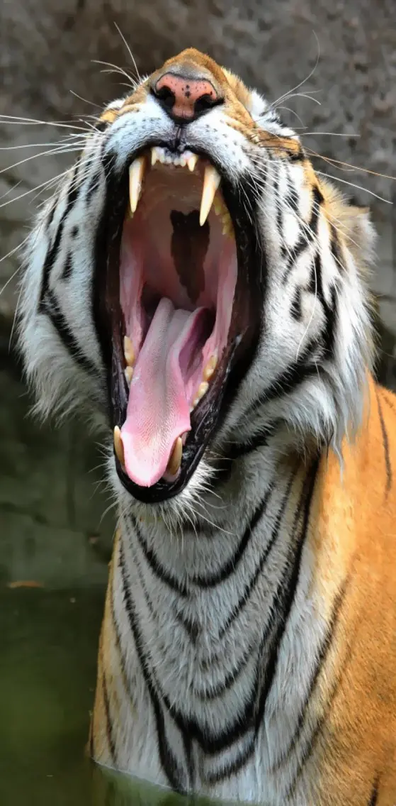 Tiger Roar i5