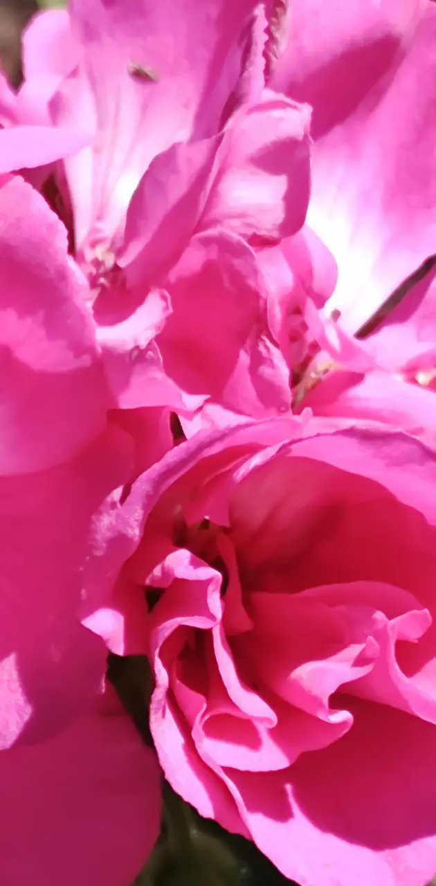 Hot Pink Begonia