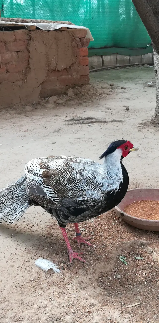 Pheasant wallpaper by awaiszahoor007 - Download on ZEDGE™ | b780