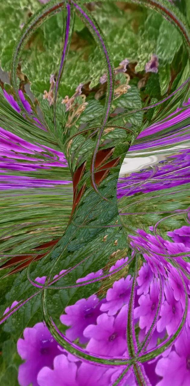 Purple flor torus