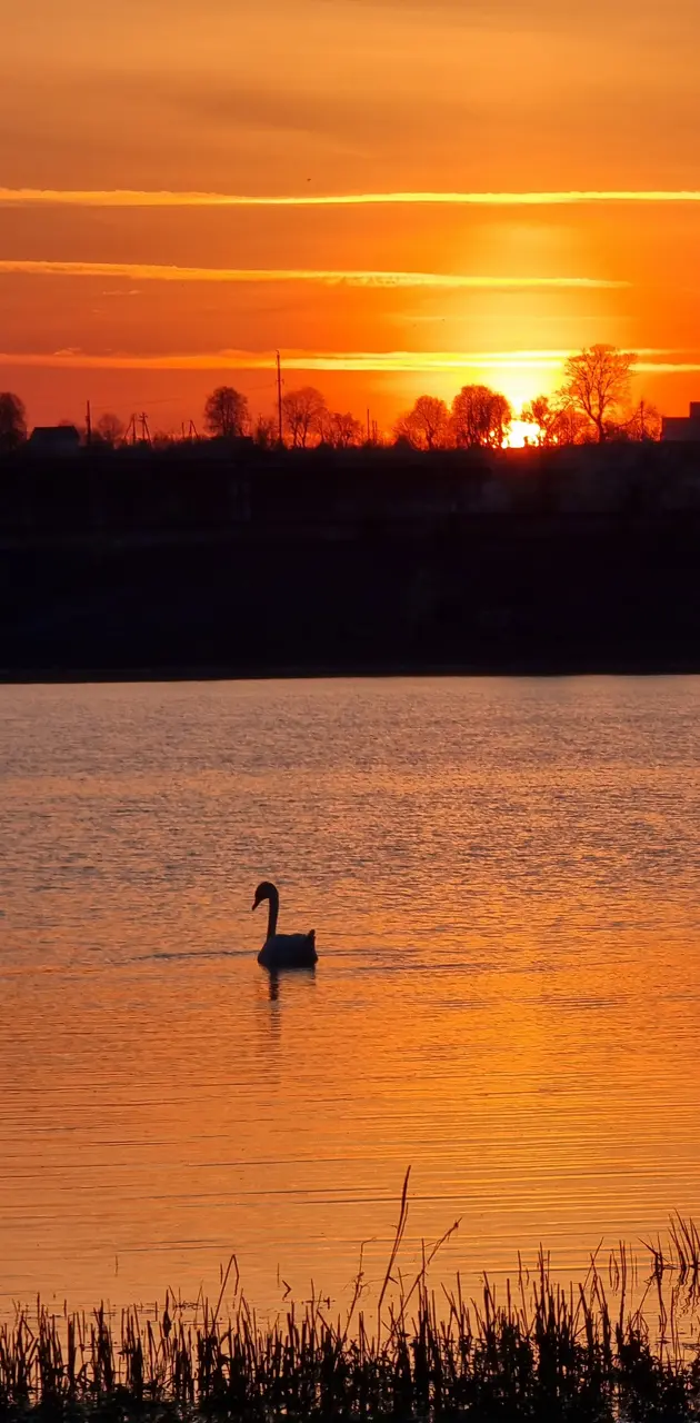 Swan in sunset 