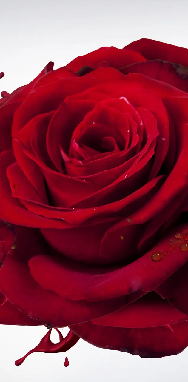 love red roses