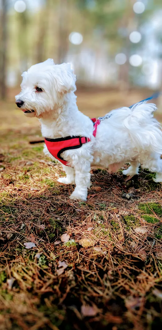 Maltese dog