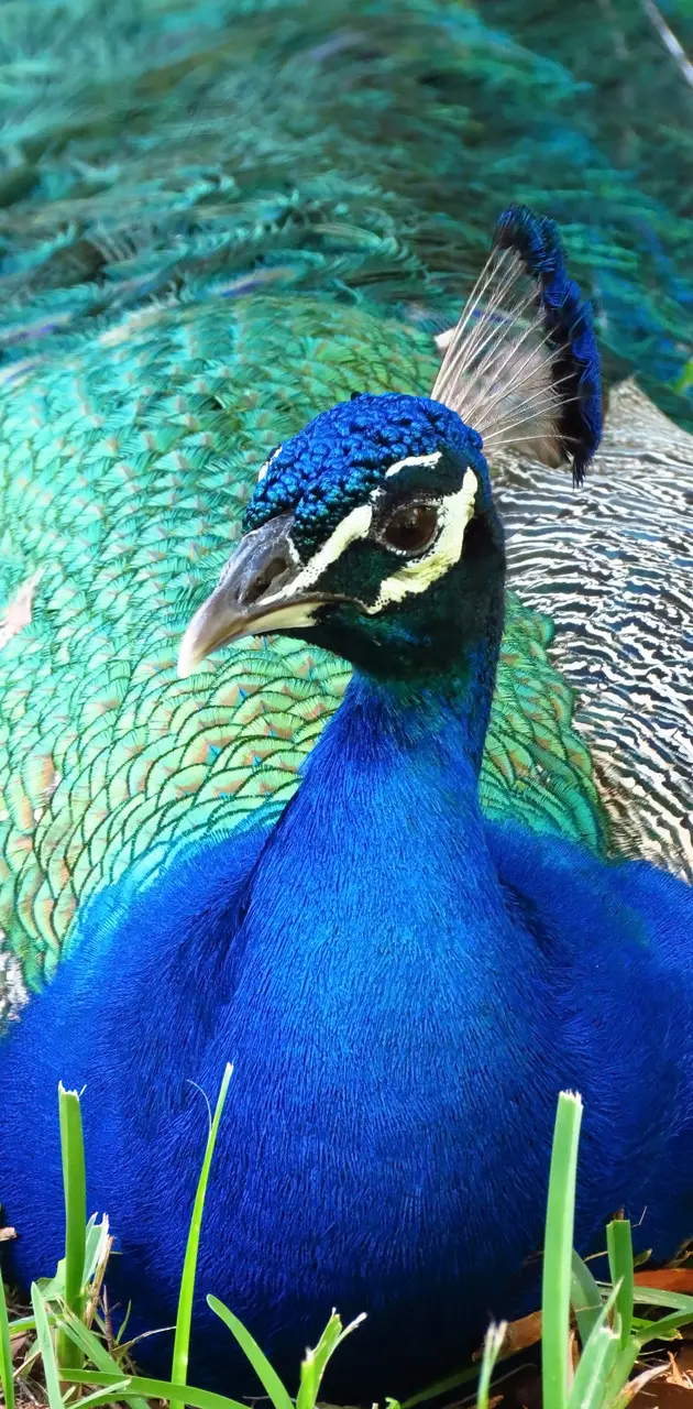 Peacock Portrait