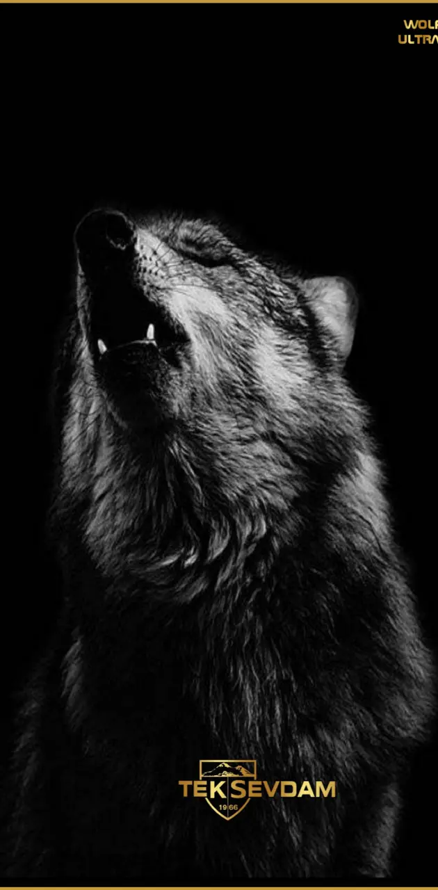 Wolf ultras
