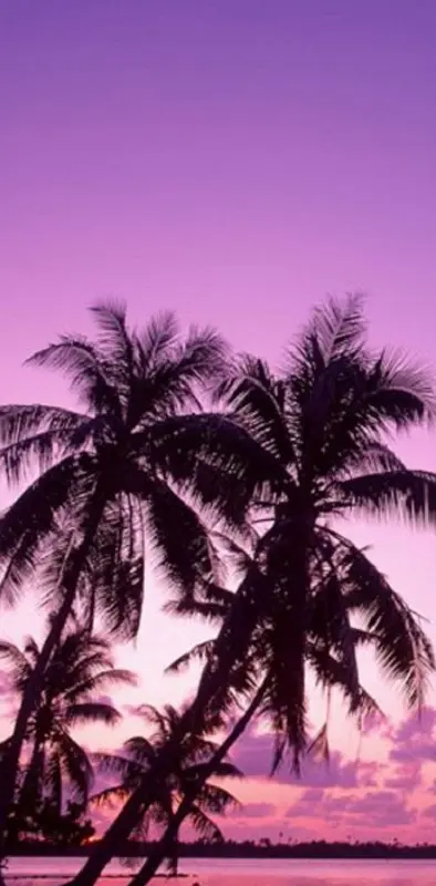 Pinky Palm Tree